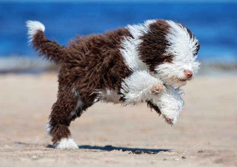 Ispanų vandens šuo (Spanish Water Dog)