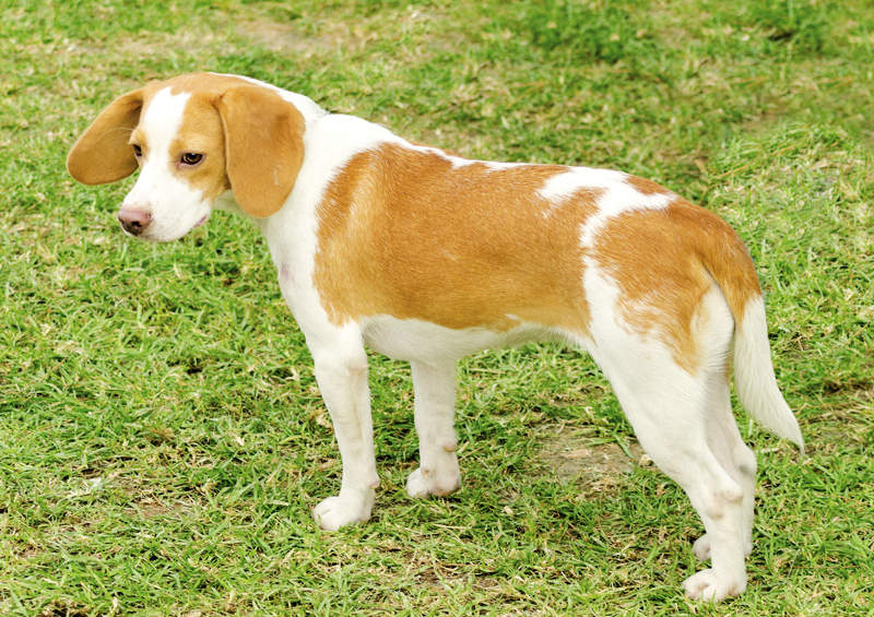 Istrijos trumpaplaukis skalikas (Istrian Shorthaired Hound)