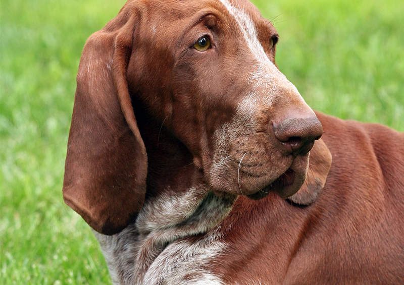 Italų pointeris (Bracco Italiano)