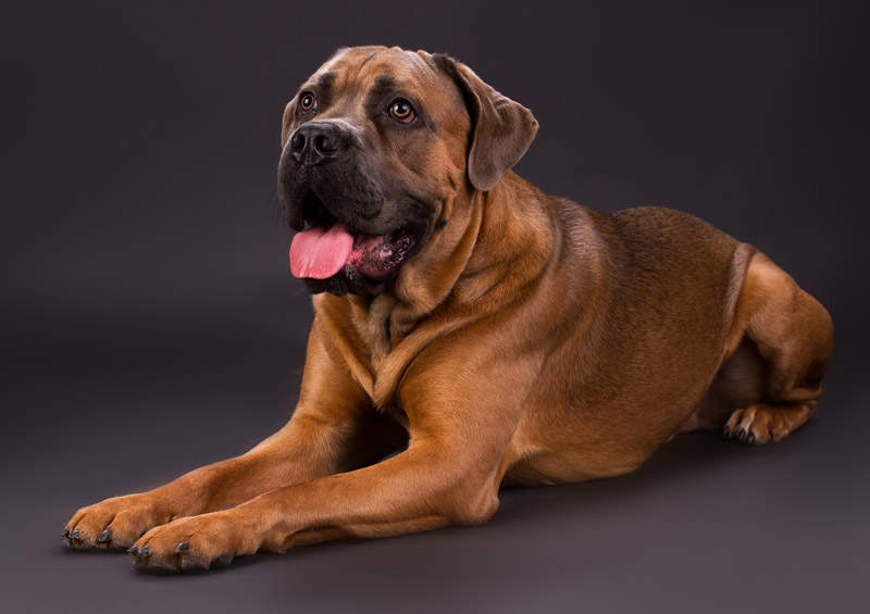 italu mastifas Cane Corso