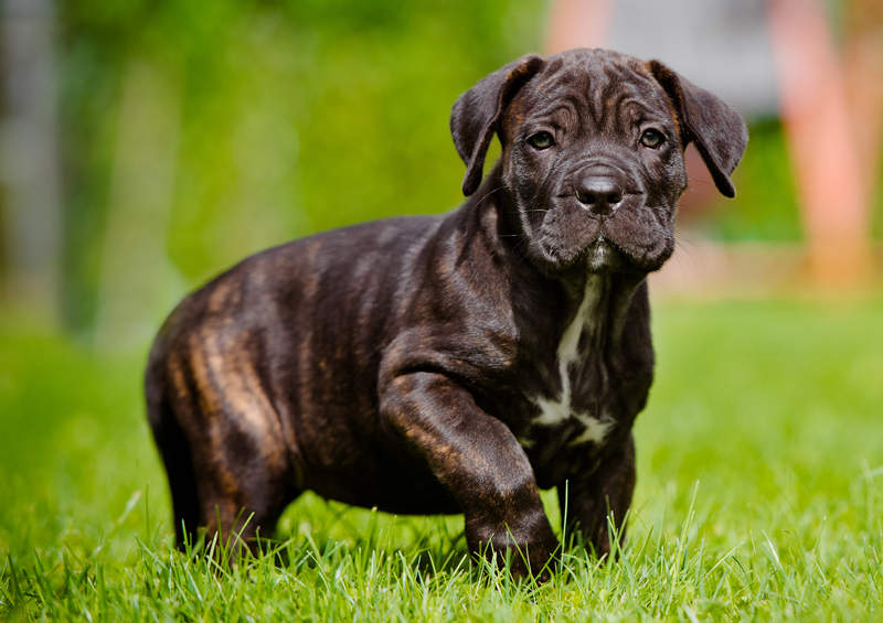 Italų mastifo šuniukas (Cane Corso)