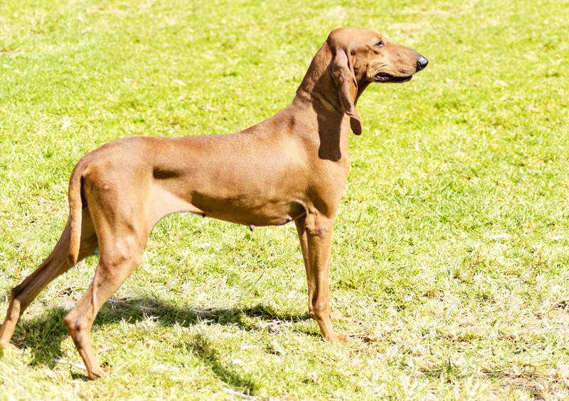 Italų skalikas (Segugio, Italian Hound)