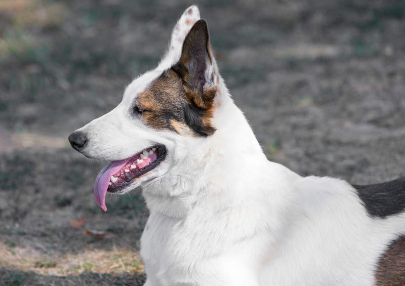 jakutijos laika yakutian laika
