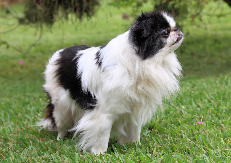 japonu cinas Japanese Chin