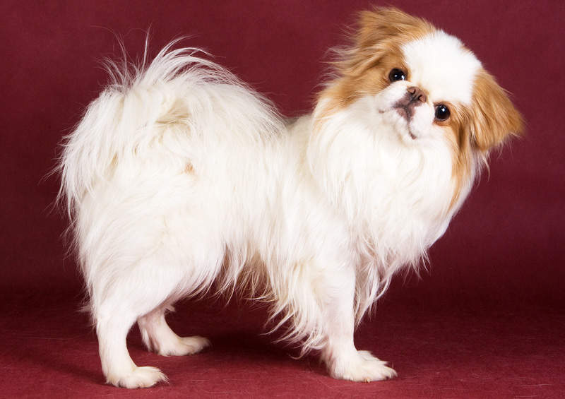 japonu cinas Japanese Chin