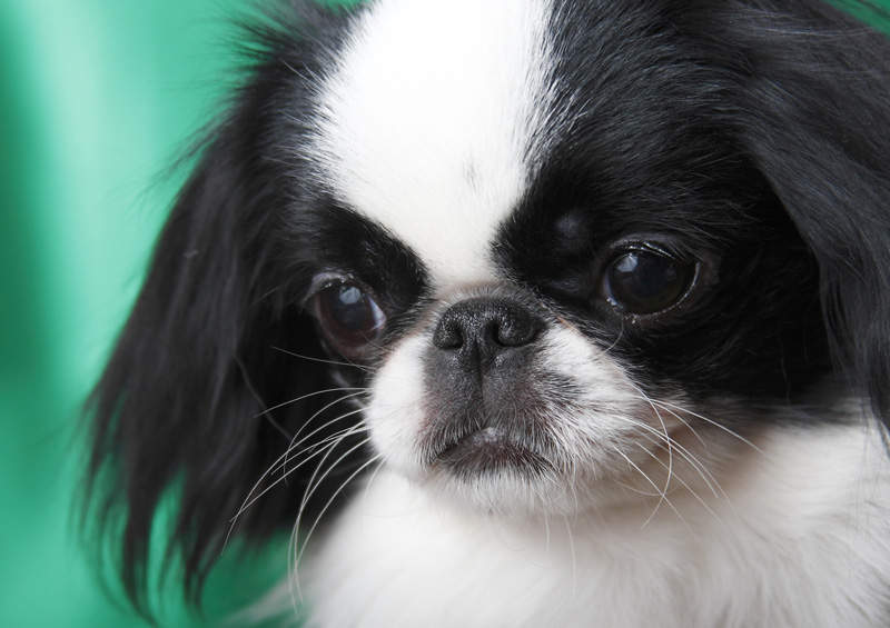 japonu cinas Japanese Chin