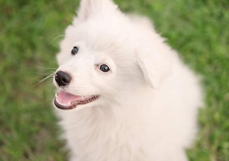 Japonų špicas (Japanese Spitz)