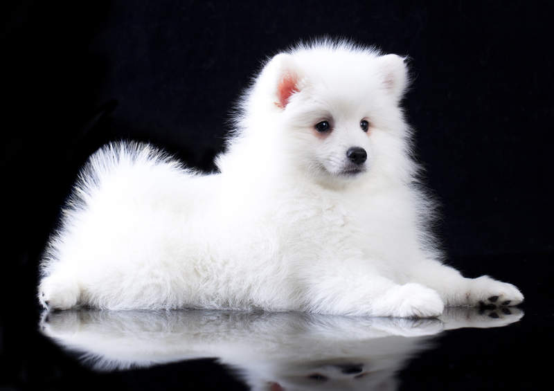 japonu spicas Japanese Spitz