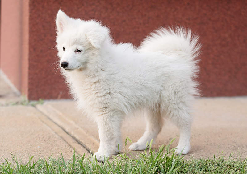 japonu spicas Japanese Spitz