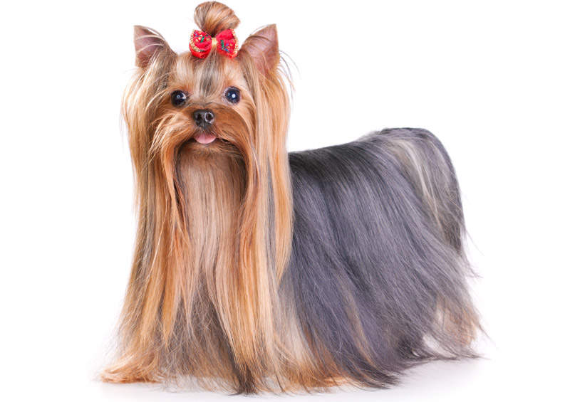 Jorkšyro terjeras (Yorkshire Terrier)