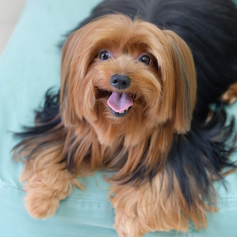 Jorkšyro terjeras (Yorkshire Terrier)