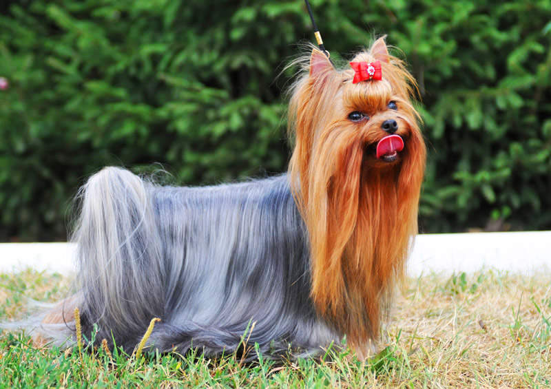 Jorkšyro terjeras (Yorkshire Terrier)