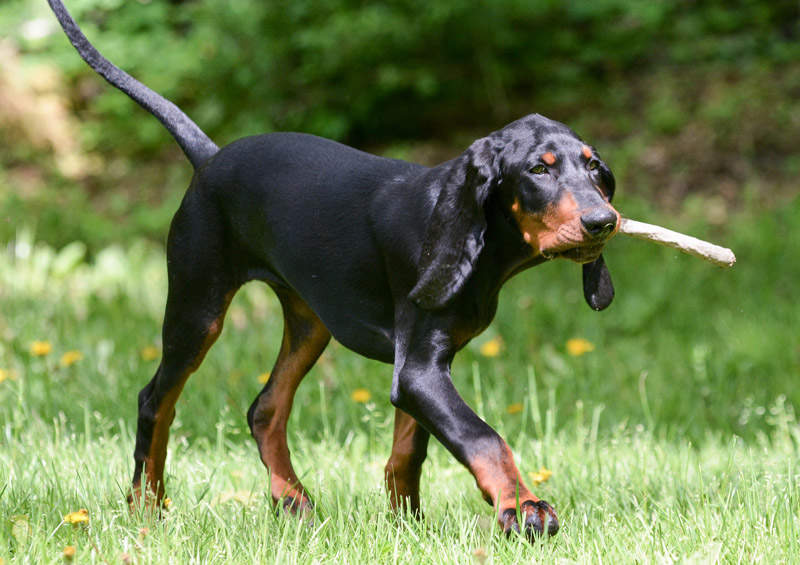 juodas su irudziu kunhoundas Black and Tan Coonhound