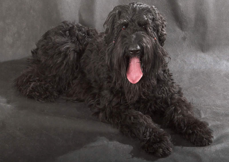 juodasis rusu terjeras Black Russian Terrier