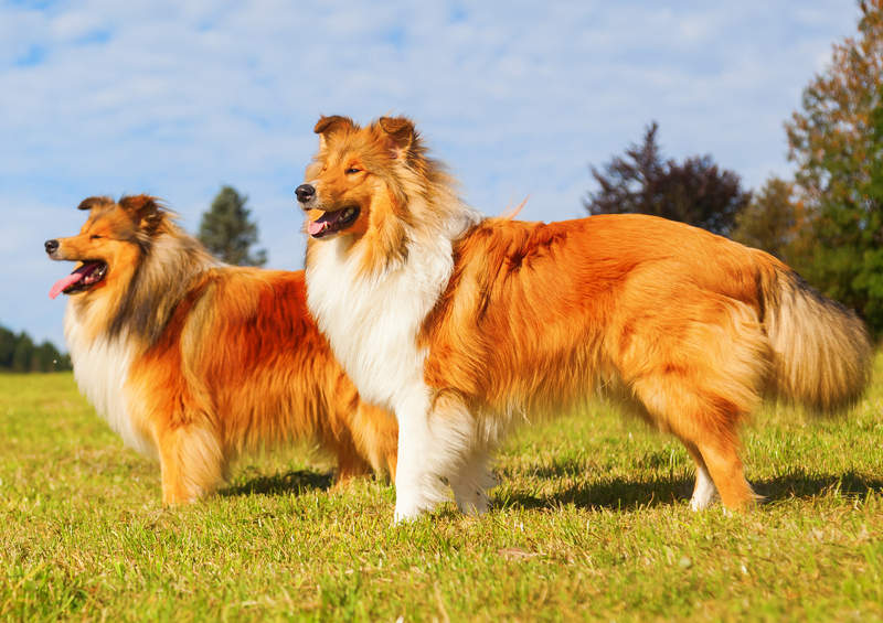 Ilgaplaukis kolis (Rough Collie)