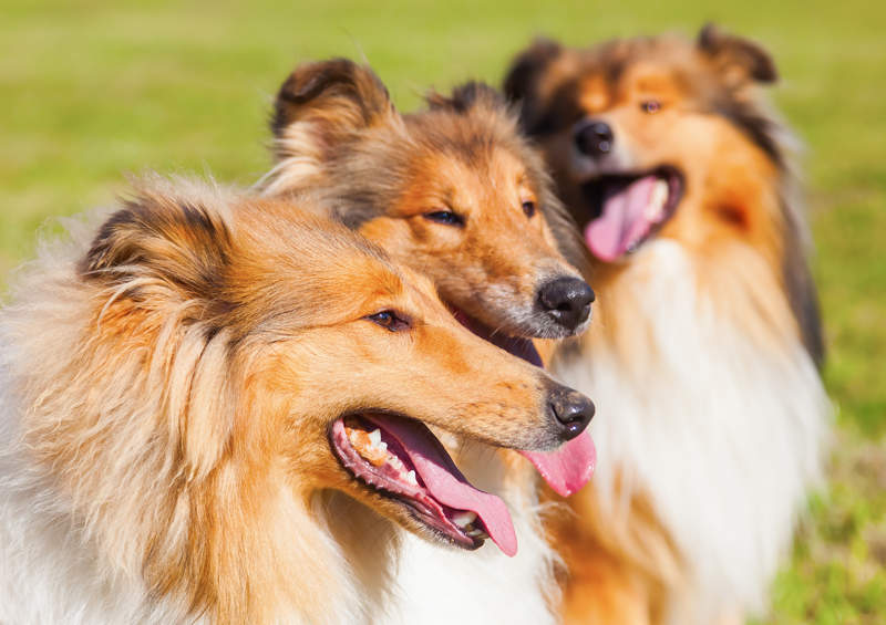 Ilgaplaukiai koliai Rough Collie