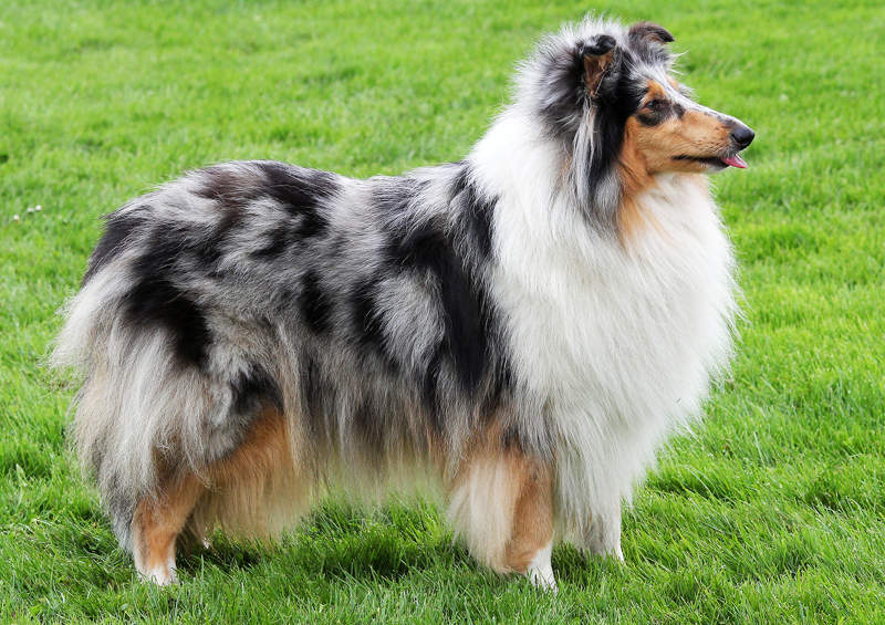 Ilgaplaukis kolis (Rough Collie)