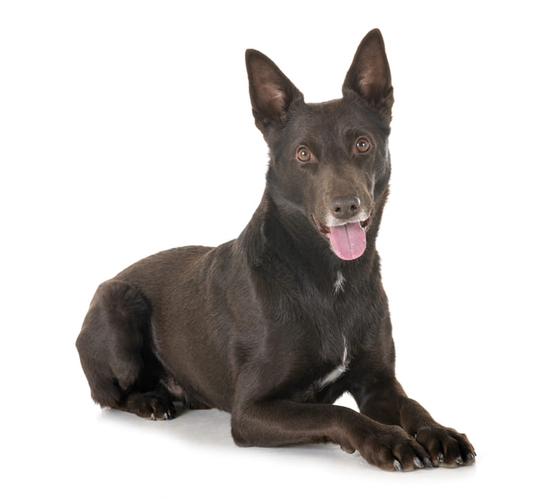 australian kelpie kelpis
