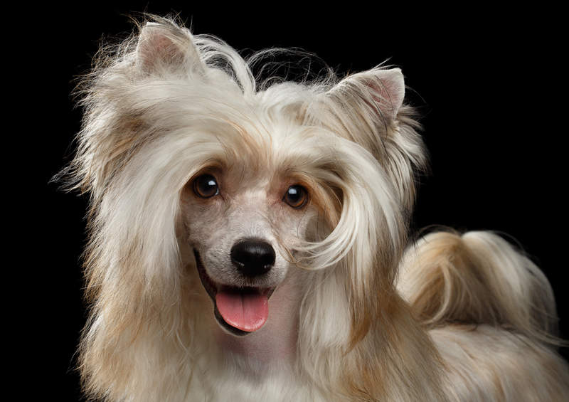 ilgaplaukis kinu kuoduotasis Chinese Crested