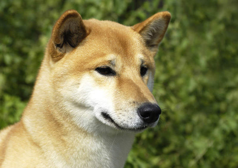 kanaano suo canaan dog