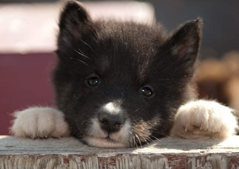 kanados eskimu suniukas Canadian Eskimo Dog