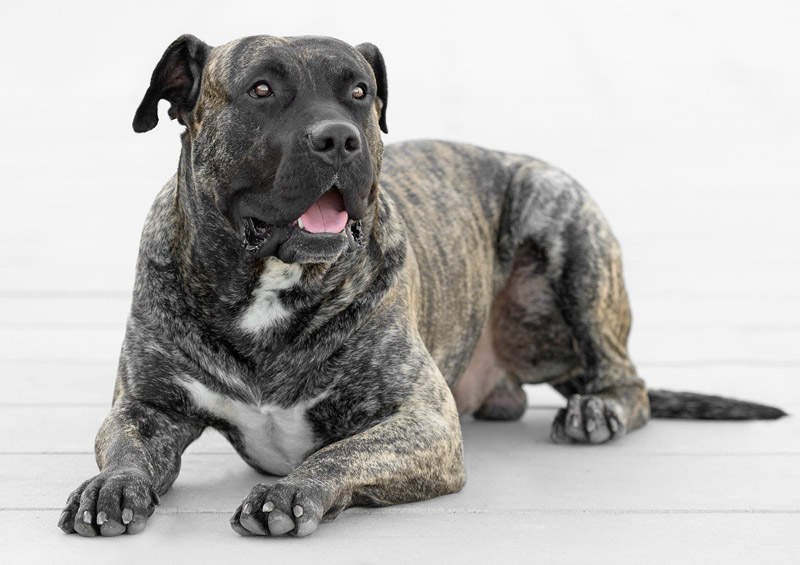 Kanarų dogas (Perro de Presa Canario)