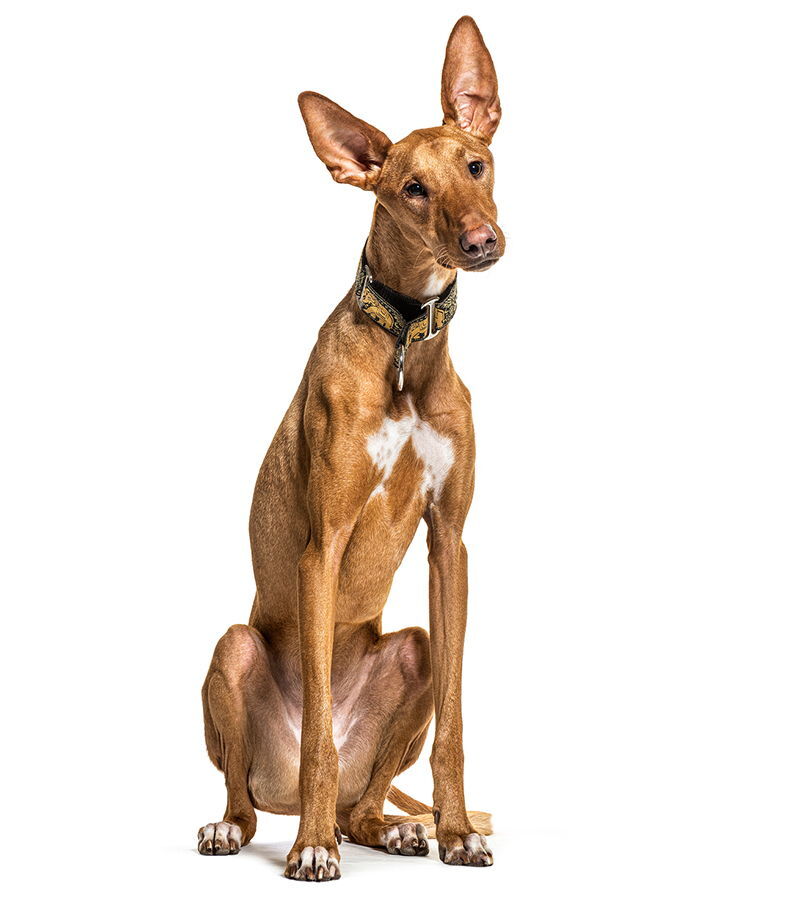 kanaru podenkas podenco canario 3