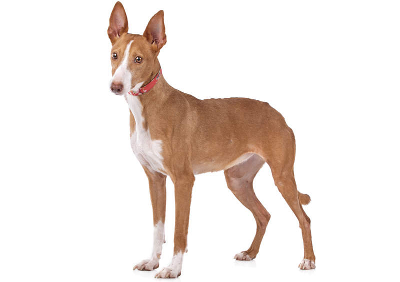 Kanarų podenkas (Podenco Canario)