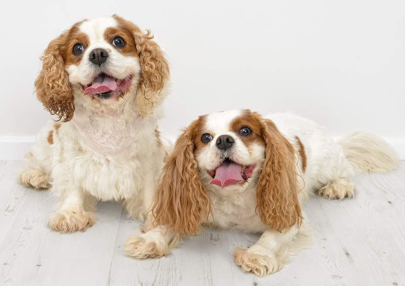 Karaliaus Karolio spanielis (King Charles Spaniel)