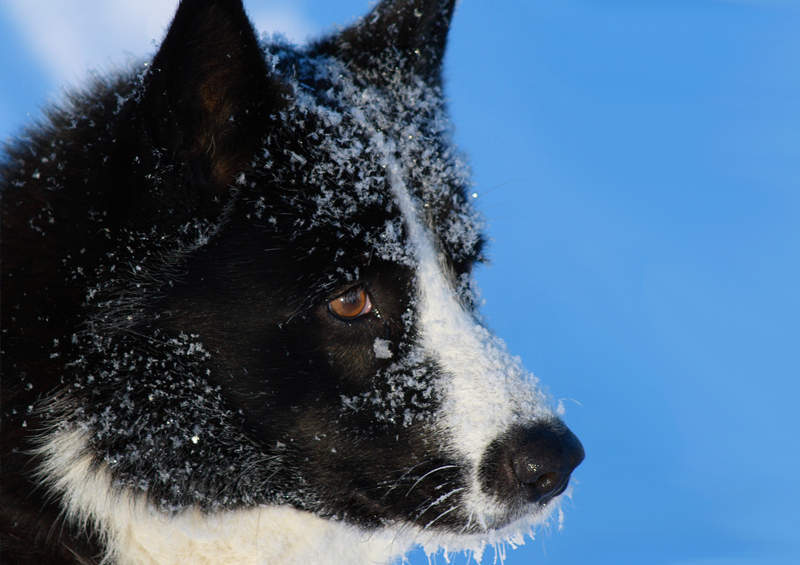 Karelų lokinė laika (Karelian Bear Dog)