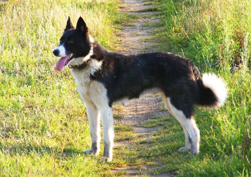 Karelų lokinė laika (Karelian Bear Dog) Karelų lokinė laika (Karelian Bear Dog)