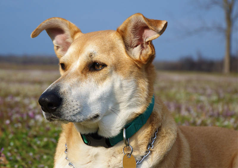 Karolinos šuo (Carolina Dog)