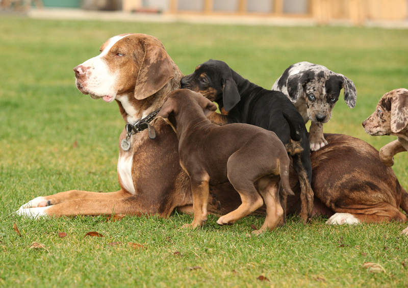 katahulos leopardiniai sunys Catahoula Leopard Dog