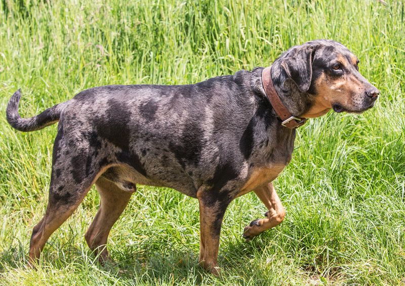 Katahulos leopardinis šuo (Catahoula Leopard Dog)