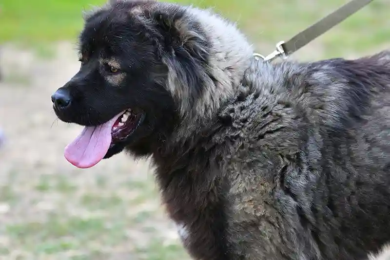 Kaukazo aviganis (Caucasian Shepherd)