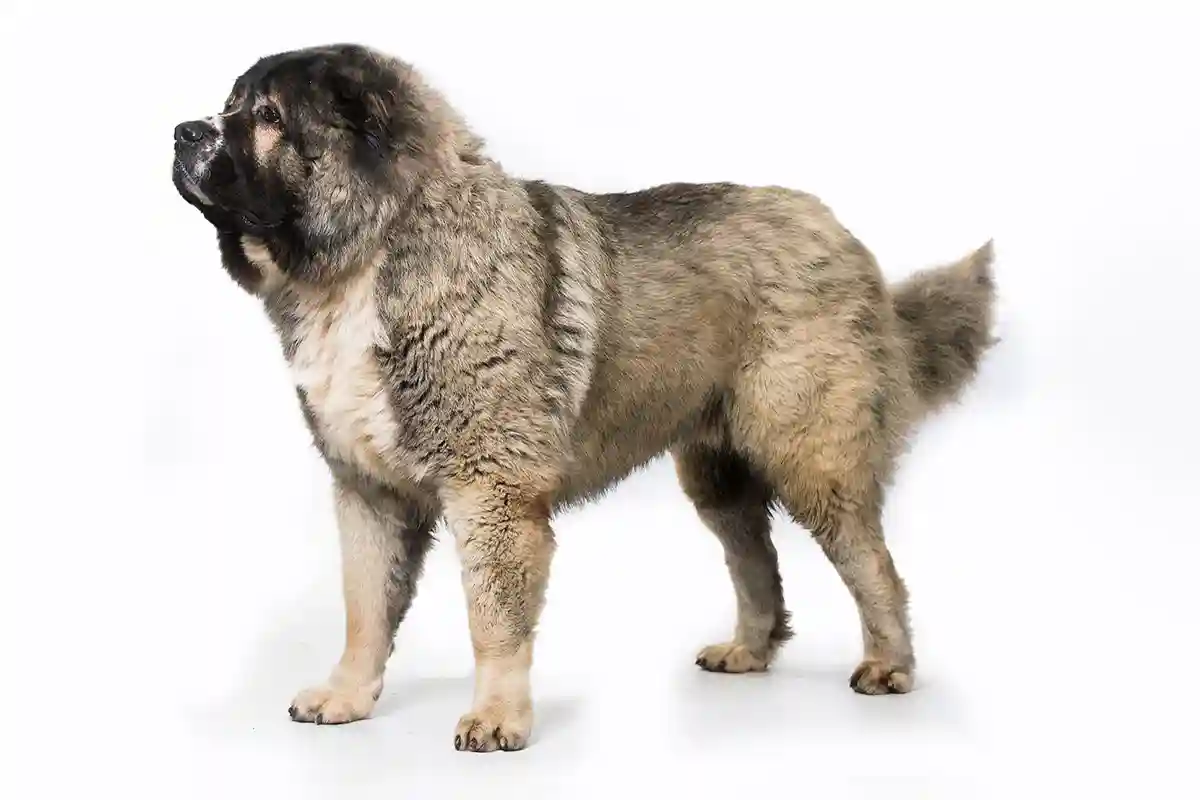 Kaukazo aviganis (Caucasian Shepherd)