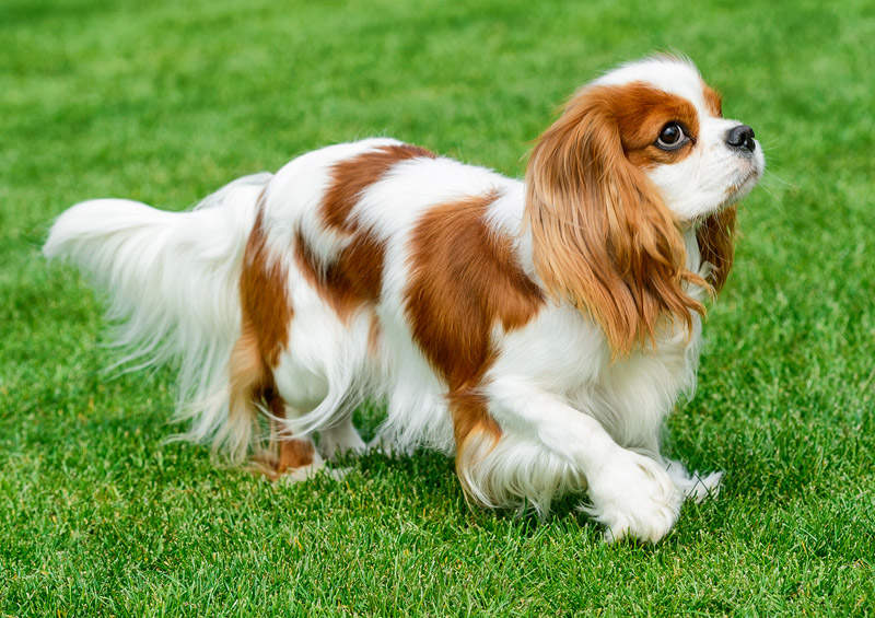 Kavalieriaus karaliaus Karolio spanielis (Cavalier King Charles Spaniel)