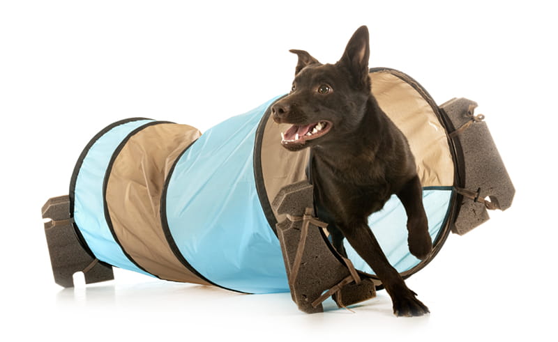 kelpis Australian Kelpie