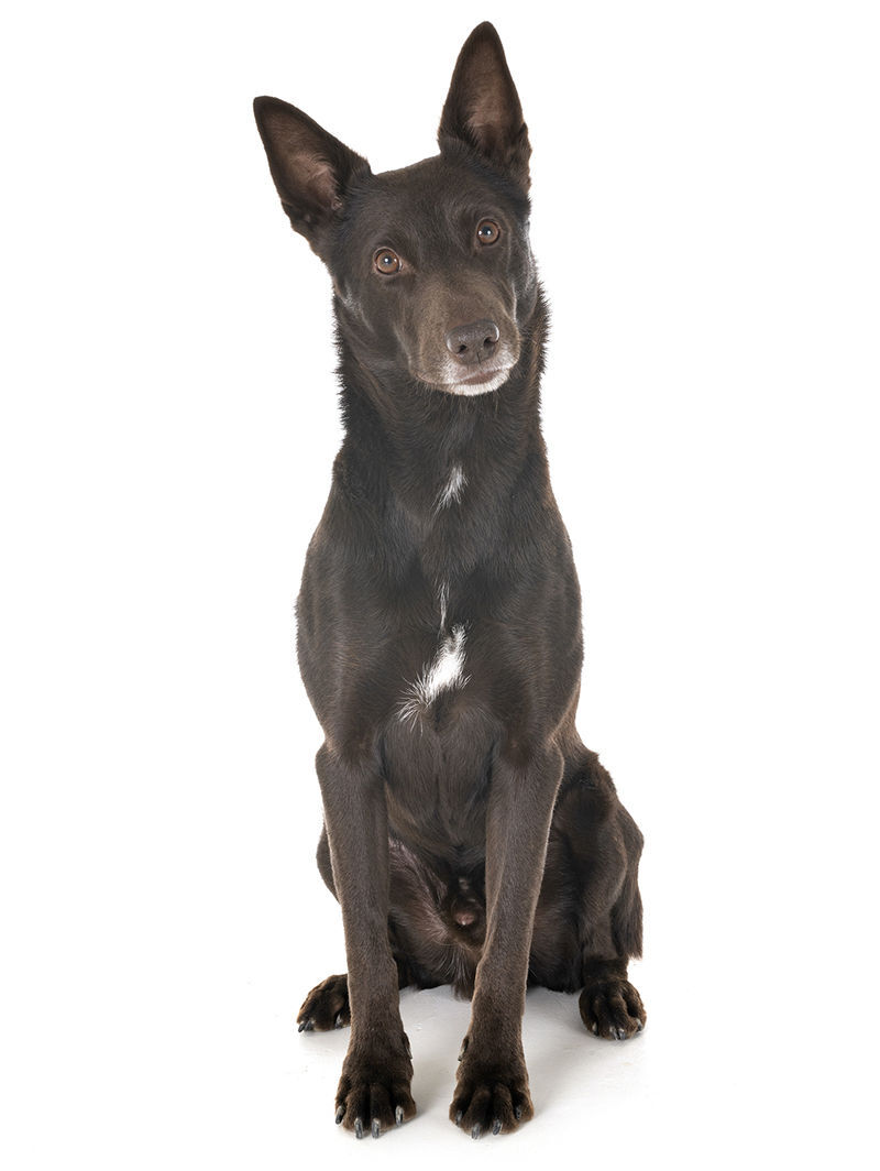 kelpis Australian Kelpie 4