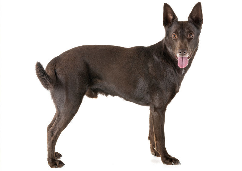 Kelpis (Australian Kelpie)