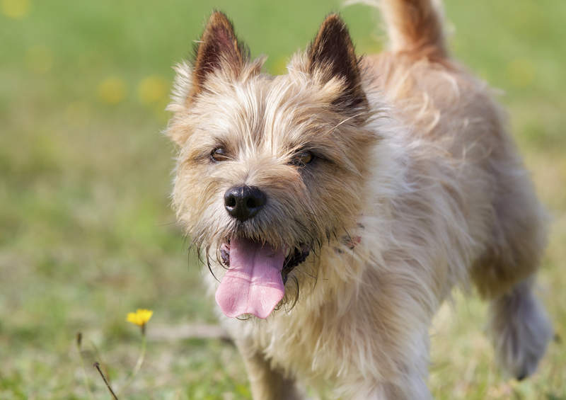 kernterjeras Cairn Terrier