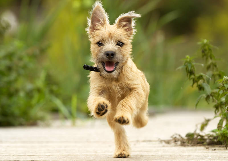 kernterjeras Cairn Terrier