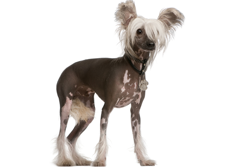 kinu kuoduotasis Chinese Crested