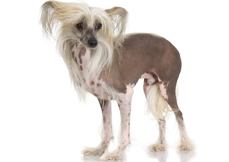 Kinų kuoduotasis (Chinese Crested)