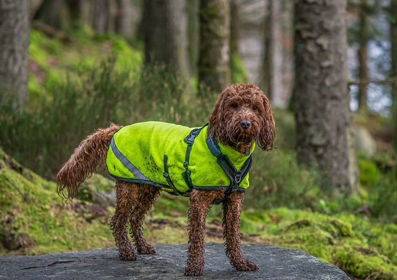 kokerpudelis cockapoo 2