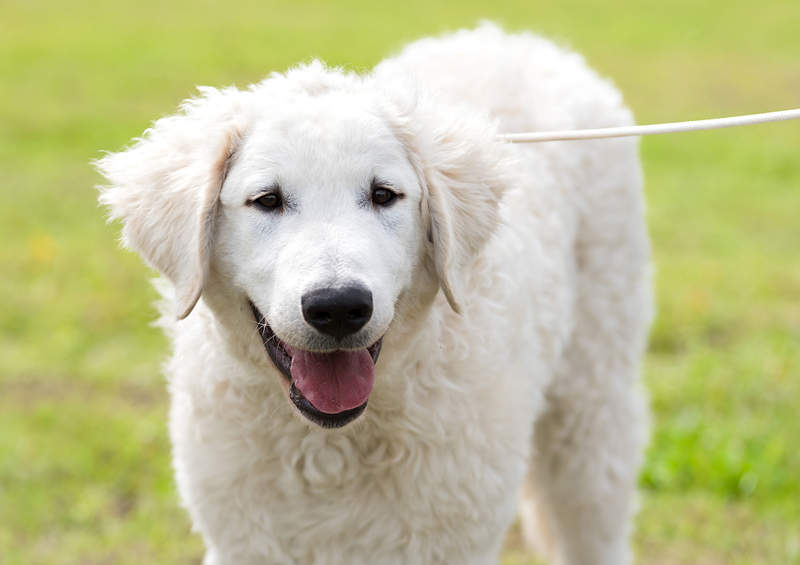 kuvasas Kuvasz suo