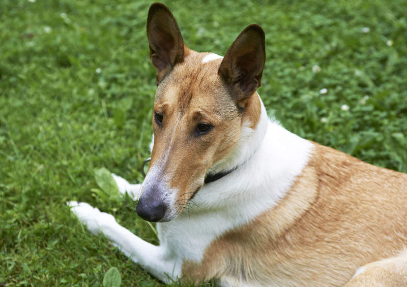 Trumpaplaukis kolis (Smooth Collie)