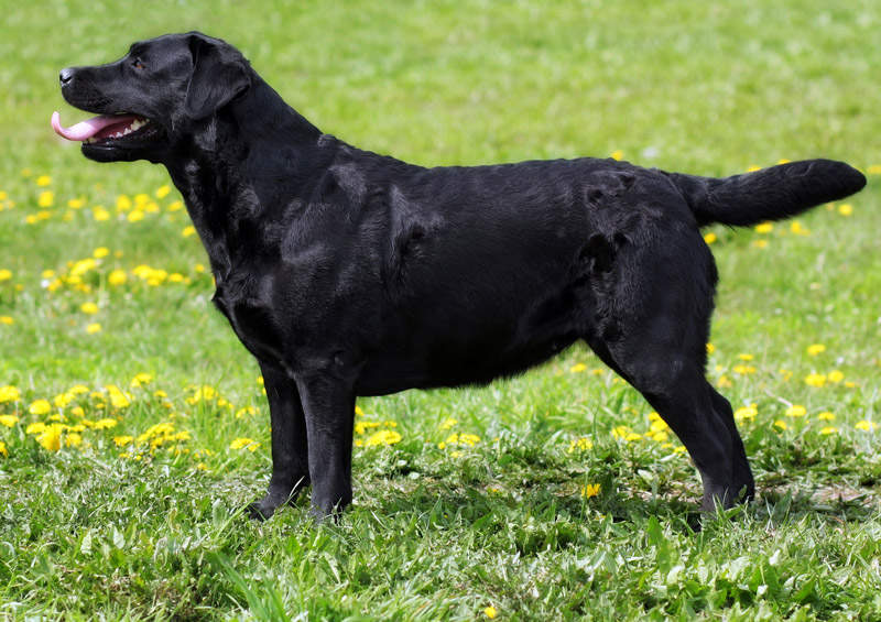 Labradoro retriveris (Labrador Retriever)