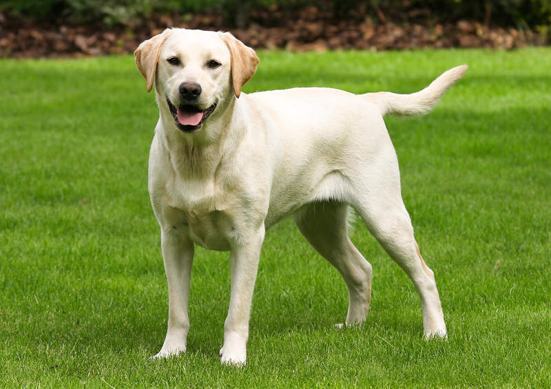 Labradoro retriveris (Labrador Retriever)