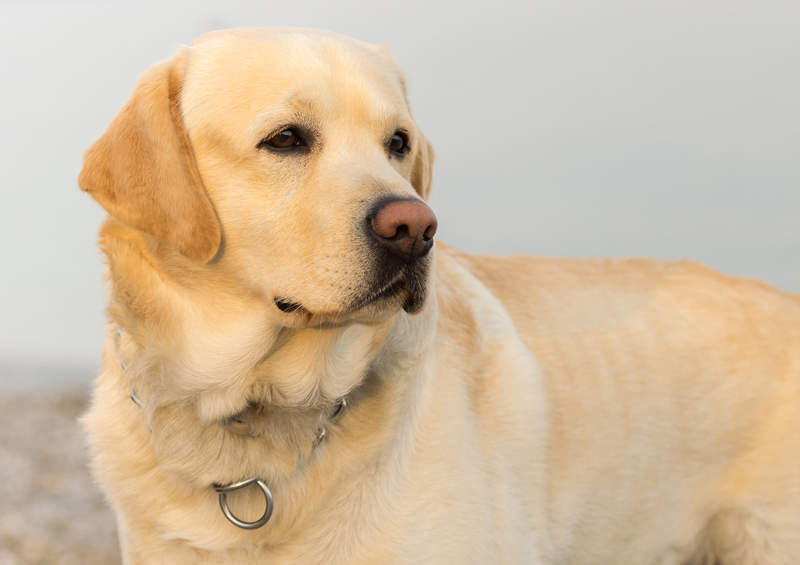 labradoro retriveris Labrador Retriever